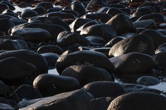 Rounded black stones, Unnstad beach on the Lofoten island of Vestvågøya Lofoten, Northern Norway,