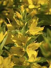 Purple loosestrife (Lysimachia) Inflorescence of purple loosestrife, North Rhine-Westphalia,