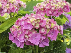 Hydrangea in bloom in a garden, North Rhine-Westphalia, Germany, Europe