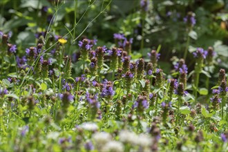 No brown allium (Prunella vulgaris) in a meadow, Bavaria, Germany, Europe