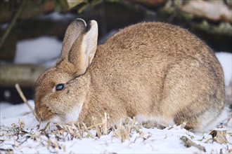 Domestic rabbit (Oryctolagus cuniculus forma domestica) in the snow in winter, Bavaria, Germany,