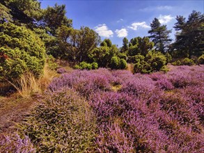 Intense heather blossom in late summer in the Westruper Heide in Haltern am See, Ruhr area, North