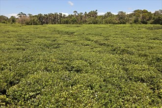 Plantation field with tea plantation, Mauritius, Africa