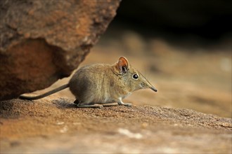 Short-eared elephant shrew, (Macroscelides probosideus), adult, foraging, Mountain Zebra National