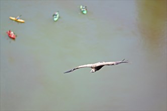 Griffon vulture (Gyps fulvus) in flight, behind blurred colourful canoes on the river Duratón,