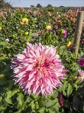 Flowering Dahlias (Dahlia), variety Pineland Princess in the Dahlia Farm in Löderup, Ystad