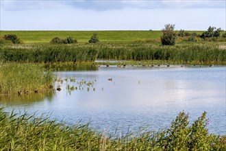 Leyhörn nature reserve, North Sea coast, Krummhörn, East Frisia, Lower Saxony, Germany, Europe