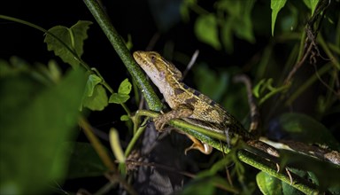 Common basilisk (Basiliscus basiliscus) juvenile, animal portrait, at night, Tortuguero National