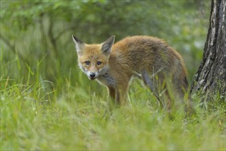 Red fox (Vulpes vulpes), a young fox stands in the green grass of a forest and looks curiously,