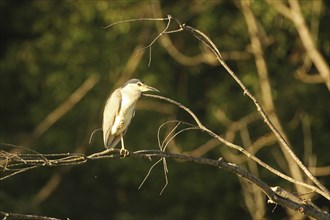 Black crowned night heron (Nycticorax nycticorax) Allgäu, Bavaria, Germany, Allgäu, Bavaria,