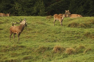 Red deer (Cervus elaphus) roaring during the rut, Allgäu, Bavaria, Germany, Allgäu, Bavaria,