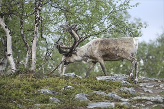 Reindeer (Rangifer tarandus) male, domesticated animal with strong velvet antlers in the tundra in