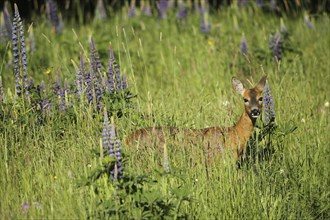 European roe deer (Capreolus capreolus) doe in summer coat between wild flowering lupines (Lupinus)