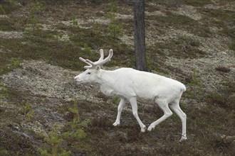 Reindeer (Rangifer tarandus) white specimen in the tundra, Lapland, Finland, Scandinavia, Europe