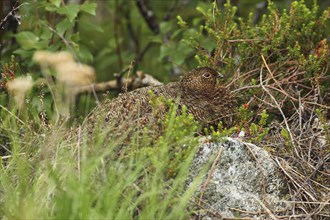 Willow ptarmigan (Lagopus lagopus) hen, perfectly camouflaged, Lofoten, Norway, Scandinavia, Europe