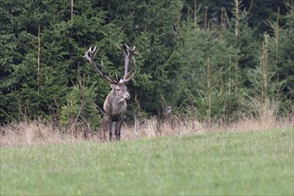 Red deer (Cervus elaphus) in rutting season, capital stag running across a forest clearing,