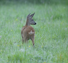 Roe deer (Capreolus capreolus), doe standing in a meadow and looking attentively, wildlife,