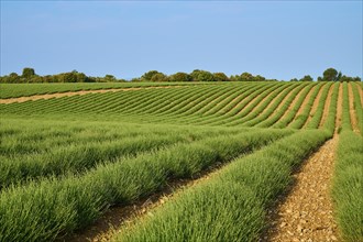 Extensive lavender field (Lavandula), blue sky and trees in the background, summer, Valensole,