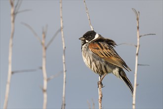 Reed bunting (Emberiza schoeniclus), male sitting on a branch, animal portrait, Bagges Dæmning,