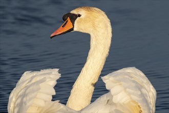 Mute swan (Cygnus olor), evening light, rear view, Bagges Dæmning, Ringkøbing Fjord, Denmark,