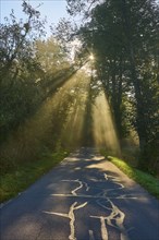 Forest road illuminated by sunbeams breaking through the trees and creating a peaceful, calming