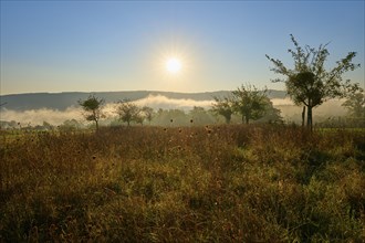 Sunny morning over a meadow with trees and fog, quiet and peaceful atmosphere, autumn, Großheubach,