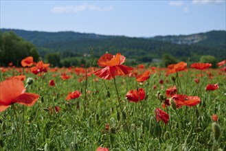 A flowering field with poppies (Papaver), under a blue sky, summer, Provence,