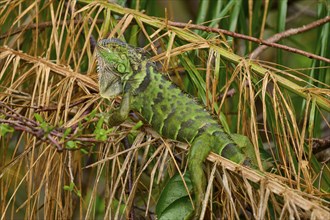 Common Green iguana (Iguana iguana), on dry palm leaf, Wakodahatchee Wetlands, Delray Beach,