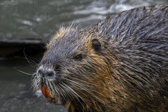 Coypu, nutria (Myocastor coypus) close-up portrait showing large bright orange-yellow incisors,