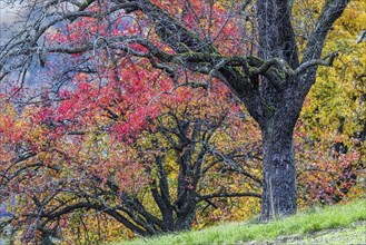 Autumn in the Swabian Alb, fruit trees in a meadow orchard with colourful leaves. Landscape near