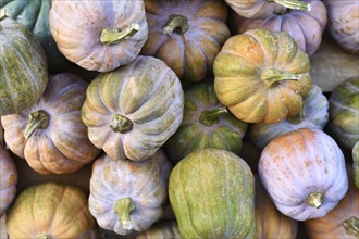 Mix of mexdium sized pastel colored squashes