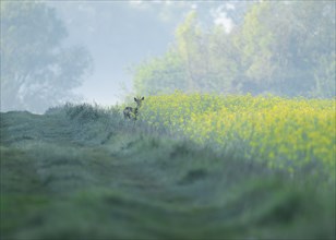 Roe deer (Capreolus capreolus), roebuck standing at a yellow rapeseed field, rapeseed (Brassica