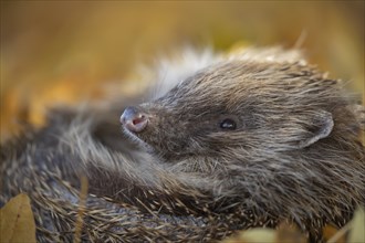 European hedgehog (Erinaceus europaeus) adult animal resting on an urban garden grass lawn with