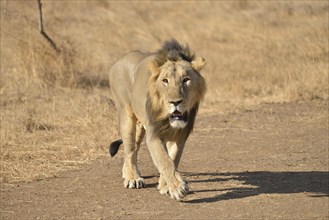 Asiatic Lion (Panthera leo persica), male, Gir Interpretation Zone, Gir Forest National Park, Gir