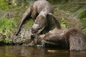 River Otter with young, European Otter (Lutra lutra) with young, European otter