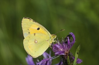 Pale Clouded Yellow (Colias hyale), Austria, Europe