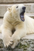 Polar bear (Ursus maritimus) (Thalassarctos maritimus)