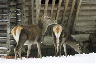 Red Deer (Cervus elaphus) in winter at feeding station, Baden-Wurttemberg, Germany, Europe