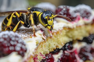 Close up of wasp sitting on cake food. Generative Ai, AI generated