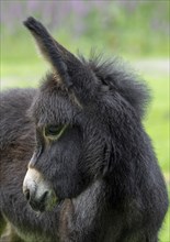 Miniature donkey, close-up portrait of cute black foal in meadow in spring, Mediterranean donkey