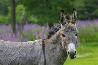 Miniature donkey, close-up portrait in meadow with flowers in spring, Mediterranean donkey breed