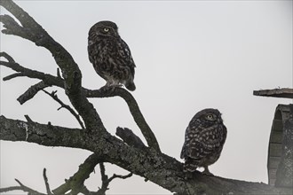 Little owls (Athene noctua), Emsland, Lower Saxony, Germany, Europe