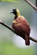 Lesser Bird of paradise (Paradisaea minor), adult male calling while perch, New Guinea