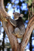 Koala (Phascolarctos cinereus), adult on tree, Kangaroo Island, South Australia, Australia, Oceania