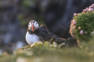 Puffin (Fratercula arctica) sitting on a cliff in the evening light, Latrabjarg, Westfjords,