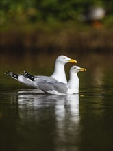 European Herring Gull, Larus argentatus on lake