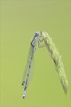 Common blue damselfly (Enallagma cyathigerum), male, North Rhine-Westphalia, Germany, Europe