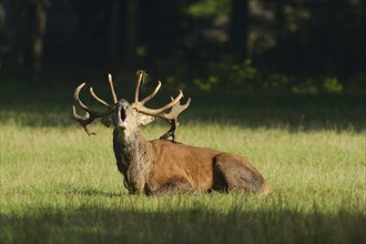 Red deer (Cervus elaphus) male lying in a meadow at the edge of the woods roaring, Germany, Europe