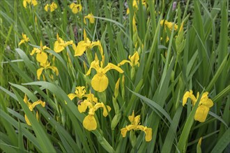 Yellow super iris (Iris pseudacorus), Bavaria, Germany, Europe