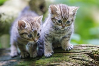 Young wildcats (Felis silvestris), Germany, Europe